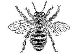 Bees live in bee hives. Coloring Page Queen Bee Free Printable Coloring Pages Img 12902
