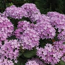 Image result for Pentas lanceolata