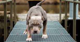 Muka Anaknya Hancur Digigit Pitbull Titipan Teman, Begini Cerita ...