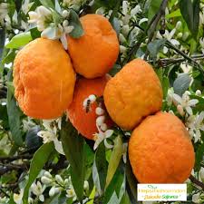 Turunçgillerden, bütün akdeniz ülkelerinde yetişen, kışın yaprağını dökmeyen bir. Turunc Fidani Tuplu Hepsibahcemden