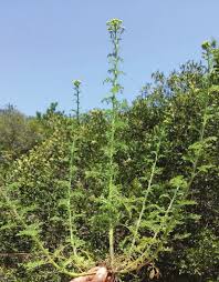 Image result for Lippia somalensis
