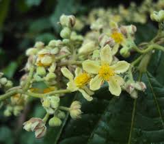 Image result for Grewia microcarpa