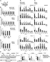 The IKAROS Interaction with a Complex Including Chromatin Remodeling and  Transcription Elongation Activities Is Required for Hematopoiesis