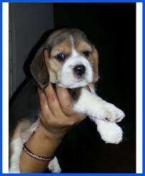 In love with our puppies, but not local to the south florida area? Online Dogs Birds Kitten For Sale All Over India Transportation Free Poddarkennel