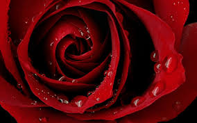 Rose sign of love wallpapers & size: Iphone Love Rose Wallpaper Novocom Top