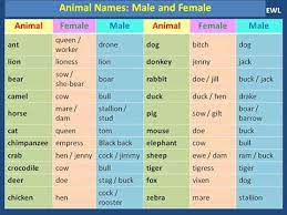 English feminine names and typical nicknames. Name Materials For Learning English