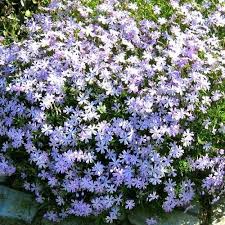 The evergreen canopy supports high white. Moosphlox Blau Ground Cover Plants Plants Evergreen Plants
