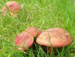 Hortiboletus Rubellus Ruby Bolete Mushroom