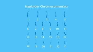 Drei oder mehr chromosomensätze in einer zelle. Chromosomen Aufbau Und Darstellung Mit Video