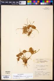 Image result for Cyperus aterrimus