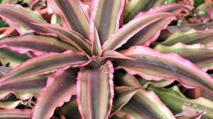 Apunta estas fechas en el calendario y ve pensando con quién disfrutarás de las lluvias de estrellas más intensas de 2021. Estrellas De La Tierra Cryptanthus Para Mi Jardin
