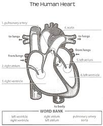 Human Heart Answer Key Human Heart Diagram Heart Diagram Heart Anatomy