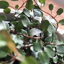 This plant uses lots of water when warm. A Complete Guide For Indoor Maidenhair Vines