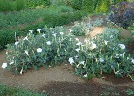Image result for Datura inoxia