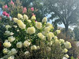 Image result for Grona stolzii