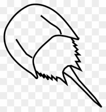 I have several horseshoe coloring pages and this one has a farrier shoeing a horse. Horseshoe Crab Clipart By Gosc Horseshoe Crab Coloring Page Free Transparent Png Clipart Images Download