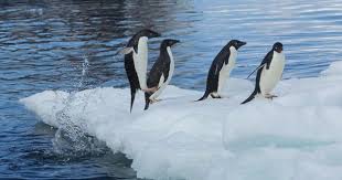 Birds That Look Like Penguins But Aren T Adelie Penguins Are Very Speedy Swimmers Their Top Swimming Speed Approaching 75 Km Per Hour Adelie Penguins Usually Stick Penguins Adelie Penguin Continents