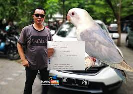 Biasanya dalam suatu ajang perlombaan jenis burung satu ini seringkali diikutkan karena kicauannya yang cukup indah. Love Bird Beauty Pengin Punya Anakan Pf Mahal Ini Loh Ciri Dan Caranya Burungnews