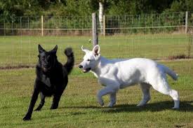 Black And White Shepherd Dog Black And White German Shepherds Puppy Time White Puppies White German Shepherd