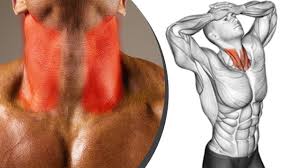 أفضل تمارين العنق الرقبة كمال الاجسام neck workout youtube