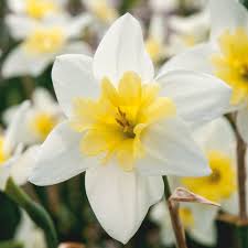 Daffodil Bulbs Bella Estrella Bulbos De Flor Estrellas Spring