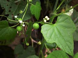 Image result for Zehneria