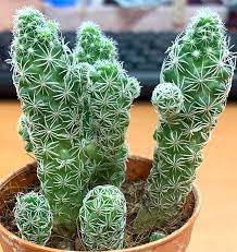 In the desert these roots tend to be shallow, while in areas that receive. Is This A Thimble Cactus Am I Overwatering It Because I Noticed The Bottom Of The Cactus Becoming A Lighter Green I Also Can T Tell If The Top Part Is Shrinking Or