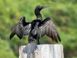 Indian Cormorant Phalacrocorax Fuscicollis Indian Institute Of Technology Iit Madras Chennai Tamil Nadu India In 2020 Bird Species Blue Green Eyes Species