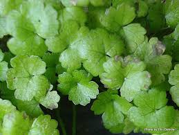 Image result for Hydrocotyle mannii