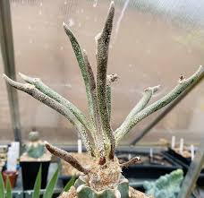 Image result for Ceropegia cimiciodora