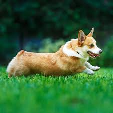 17002 e mainstreet ste j, parker , co 80134 united states. Premier Dog Boarding In Parker Co Heritage Pet