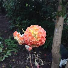 Image result for Gnidia chrysantha