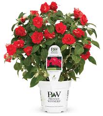 Image result for Impatiens oreocallis