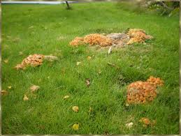 Sehen sie hier, was an einem herbsttag draussen im garten wächst. Pilze Im Rasen Eine Dokumentation Hausgarten Net