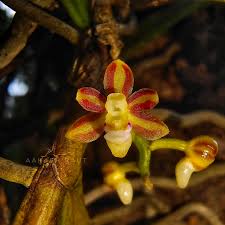 Image result for Alantsilodendron pilosum