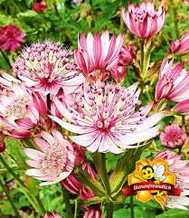 Astrantia Sparkling Stars Pink Top Qualitat Baldur Garten In 2020 Staudenbeet Winterharte Stauden Stauden