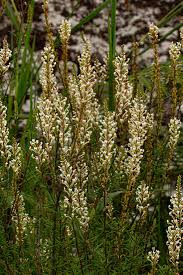 Image result for Hebenstretia