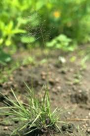 Image result for Sporobolus stapfianus