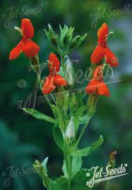 Image result for Mimulus