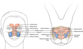 They typically form in clusters. Models For The Study Of Nasal And Sinus Physiology In Health And Disease A Review Of The Literature Al Sayed 2017 Laryngoscope Investigative Otolaryngology Wiley Online Library