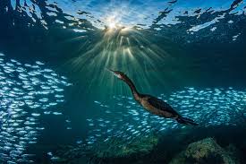 Stunning Photographs From 2019 Ocean Art Contest Explore Depths Of Aquatic Life Around The World In 2020 Underwater Photography Ocean Art Underwater Photos