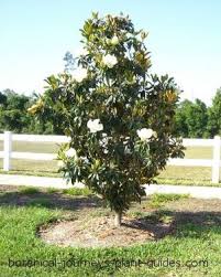Looks as good in a woodland garden as in a. Pin On Flowering Trees In Our Florida Yard