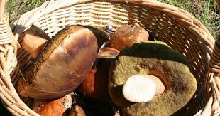 Les Cepes Des Bolets Nobles Et Delicats Un Des Meilleurs Champignons Champignons Farcis Champignon Comestible Bolet