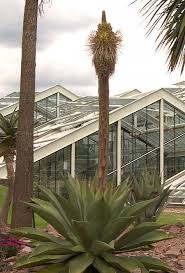 Image result for Monadenium spinulosum