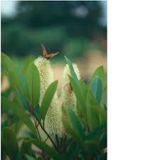 Image result for Cunonia capensis