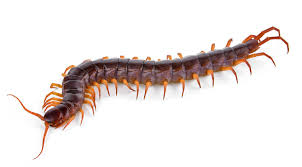 Maybe you would like to learn more about one of these? 10 Ways To Get Rid Of Centipedes From Your Home Today Iproperty Com My