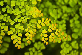 Image result for Adiantum vogelii