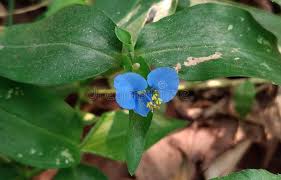 Image result for Commelina bracteosa