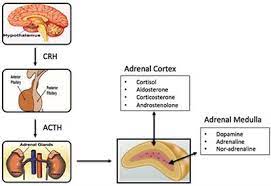 Frontiers Adrenal Aging And Its Implications On Stress Responsiveness In Humans Endocrinology