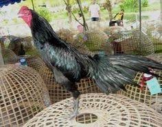 Gambar Anak Ayam Bangkok Yang Bagus 33 Gambar Ayam Bangkok Aduan Terbaik Bangkok Beautiful Birds Dan Bisnis Ayam Bangkok Yang Menjanjik Ayam Gambar Bangkok
